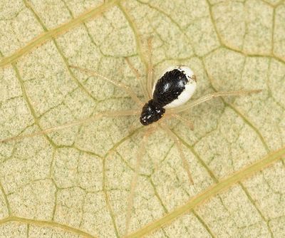 Theridion frondeum