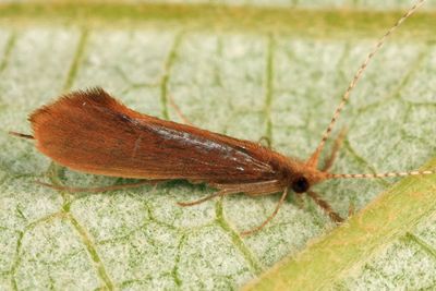 Triaenodes aba