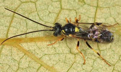 Exenterus amictorius