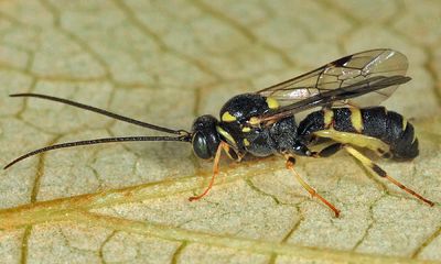 Exenterus amictorius