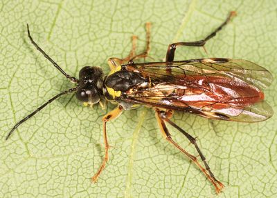 Tenthredo semirufa