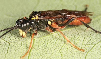 Tenthredo semirufa
