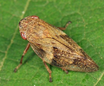 Spittlebugs - Aphrophoridae