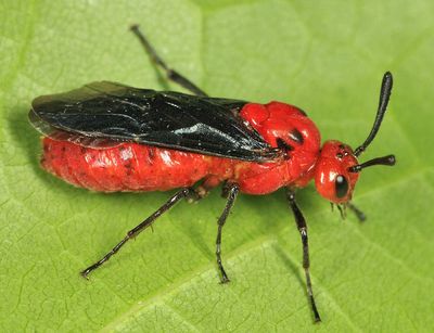 Arge coccinea