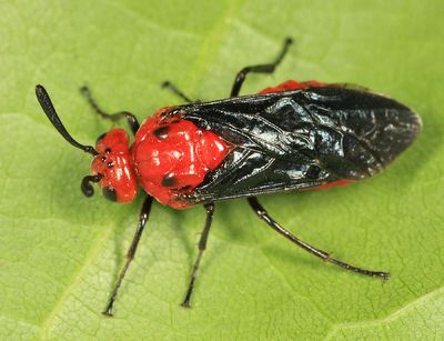 Arge coccinea