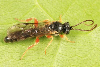 Chorinaeus aequalis