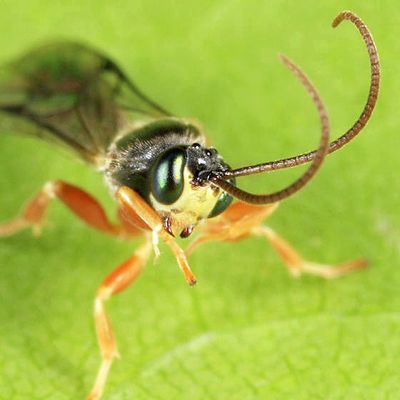Chorinaeus aequalis