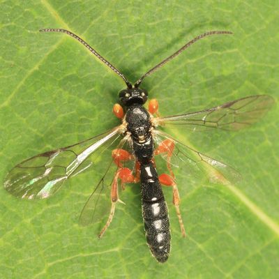 Exochus albifrons (female)