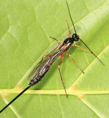 Dolichomitus pterelas