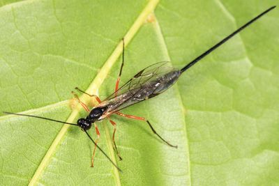 Dolichomitus pterelas