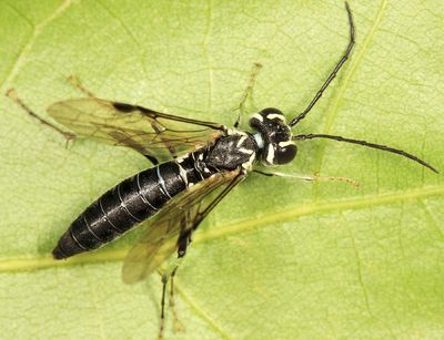 Tenthredo lobata