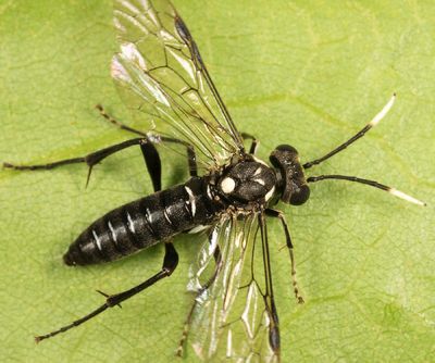 Macrophya trisyllaba