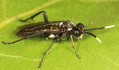 Macrophya trisyllaba