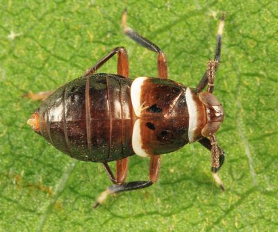 Pissonotus basalis
