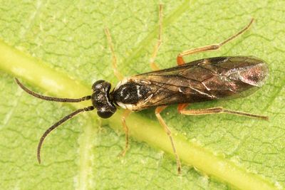 Ametastegia aperta