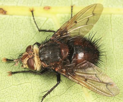 Pararchytas decisus