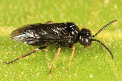 Stethomostus fuliginosus
