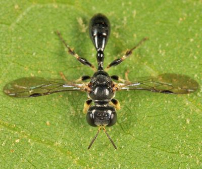 Rhopalum coarctatum