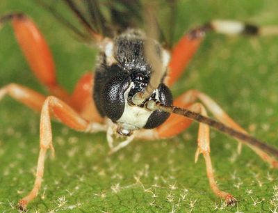 Apechthis annulicornis
