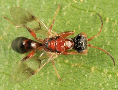 Deinodryinus atriventris