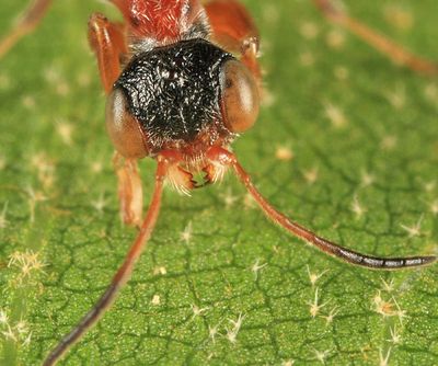 Deinodryinus atriventris