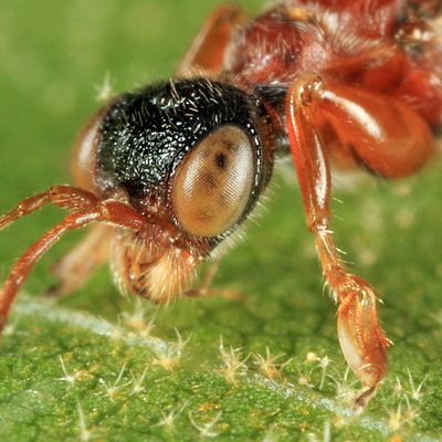 Deinodryinus atriventris