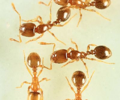 Solenopsis molesta