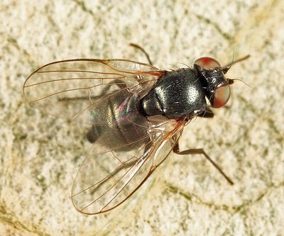 Melanagromyza sp.