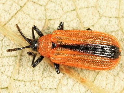 Locust Leaf Miner - Odontota dorsalis