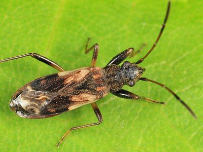 Ligyrocoris sylvestris