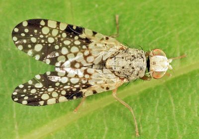 Campiglossa albiceps