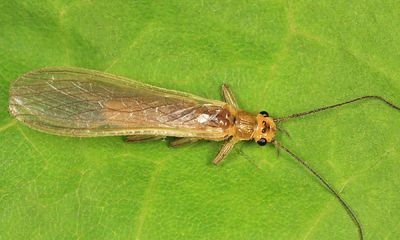 Perlesta nelsoni