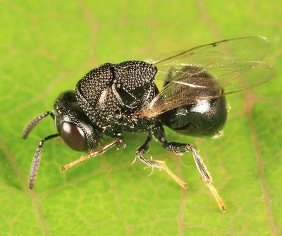 Perilampus canadensis group