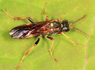 Tenthredo fernaldii