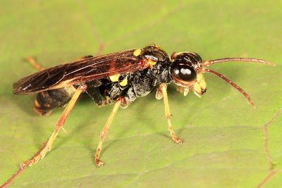 Tenthredo fernaldii