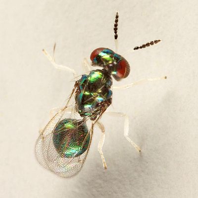 Derostenus freemani