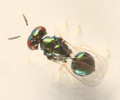 Derostenus freemani