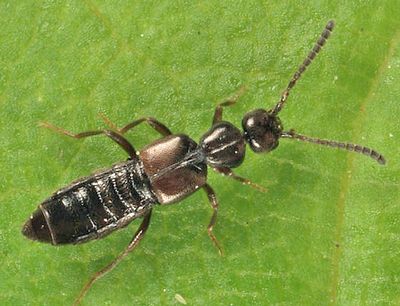 Falagria dissecta