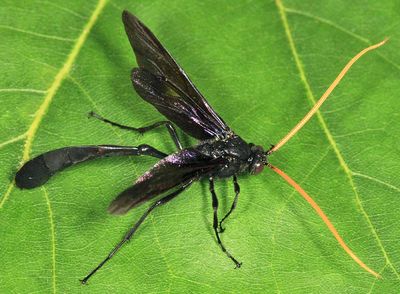 Ichneumon Wasps - Ophioninae