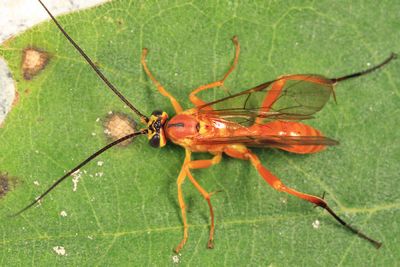 Banchus pallescens