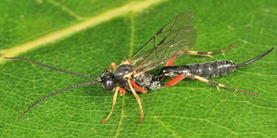 Sinophorus sp.
