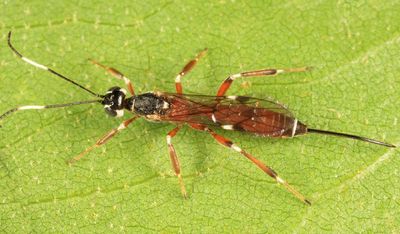 Xorides calidus