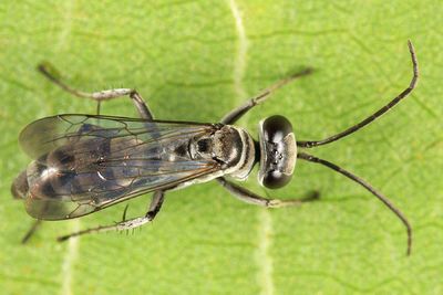 Aporinellus completus