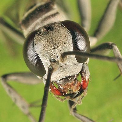 Aporinellus completus