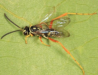 Ceropales maculata rhodomerus
