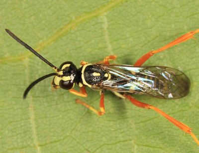 Ceropales maculata rhodomerus