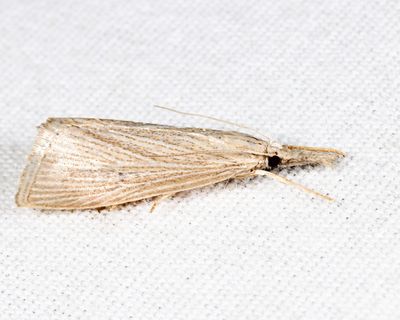 5492 - Wainscot Grass-Veneer - Eoreuma densellus