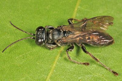 Lyroda subita