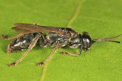 Lyroda subita