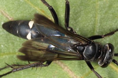 Episyron biguttatus